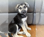 Puppy Shelby German Shepherd Dog