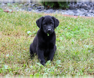 Labrador Retriever Puppy for sale in SYRACUSE, IN, USA