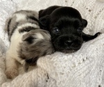 Small Photo #10 ShihPoo Puppy For Sale in CLARE, MI, USA
