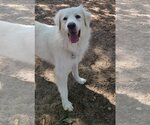 Small Photo #50 Great Pyrenees Puppy For Sale in Spring, TX, USA