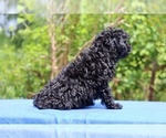 Small #2 Poodle (Toy)