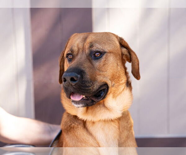 Medium Photo #5 Mastiff-Rhodesian Ridgeback Mix Puppy For Sale in Lake Forest, CA, USA