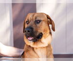 Small #4 Mastiff-Rhodesian Ridgeback Mix