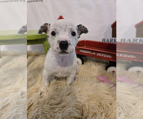 Medium Photo #2 American Staffordshire Terrier-Unknown Mix Puppy For Sale in Bardstown, KY, USA