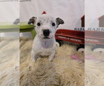 Small #1 American Staffordshire Terrier Mix