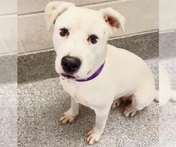 Medium Photo #4 American Staffordshire Terrier-Unknown Mix Puppy For Sale in Houston, TX, USA