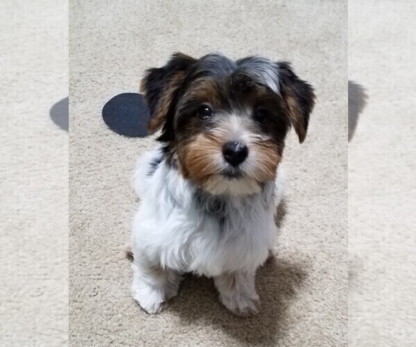 Medium Photo #1 Yorkshire Terrier Puppy For Sale in DAWSONVILLE, GA, USA