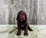 Puppy Willy Wonka Labradoodle