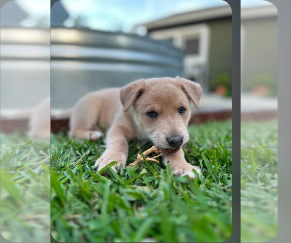 Medium Photo #6 Mutt Puppy For Sale in Lake Forest, CA, USA