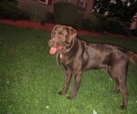 Small Photo #1 Labrador Retriever Puppy For Sale in LOUDONVILLE, OH, USA