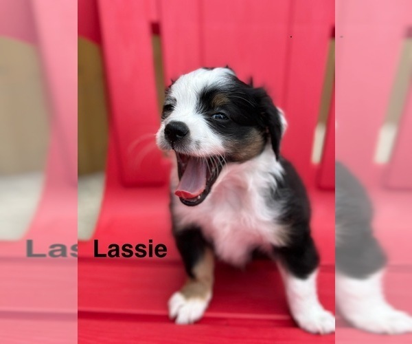 Medium Photo #5 Miniature Australian Shepherd Puppy For Sale in LAKELAND, FL, USA