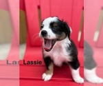 Small Photo #5 Miniature Australian Shepherd Puppy For Sale in LAKELAND, FL, USA