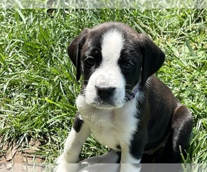 Boxer-Great Pyrenees Mix Puppy for sale in PALMYRA, MO, USA