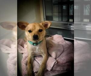 Chihuahua Dogs for adoption in Upland, CA, USA