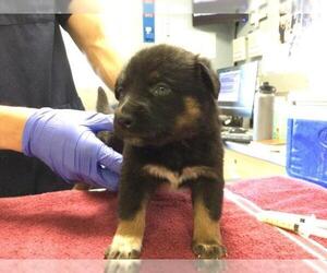 Mutt Dogs for adoption in Riverside, CA, USA