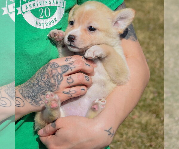 Medium Photo #3 Chihuahua-Unknown Mix Puppy For Sale in Huntley, IL, USA