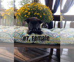 Small Photo #2 Belgian Malinois Puppy For Sale in GRANT, AL, USA