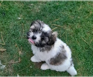 Mal-Shi Puppy for sale in ALPHARETTA, GA, USA