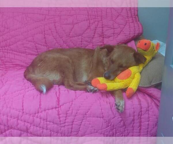 Medium Photo #1 Mutt Puppy For Sale in Center Township, PA, USA