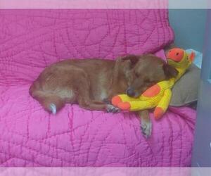 Mutt Dogs for adoption in Center Township, PA, USA