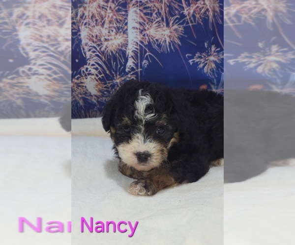 Medium Photo #6 Australian Shepherd-Poodle (Toy) Mix Puppy For Sale in AZLE, TX, USA
