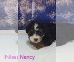 Small #5 Australian Shepherd-Poodle (Toy) Mix