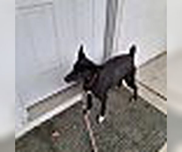 Medium Photo #10 Mutt Puppy For Sale in Monterey, VA, USA