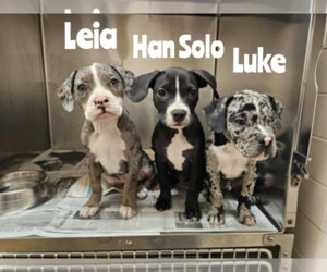 Bulldog-Unknown Mix Dogs for adoption in Woodbury, NY, USA
