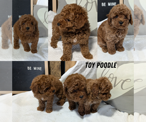 Poodle (Toy) Litter for sale in GOSHEN, IN, USA
