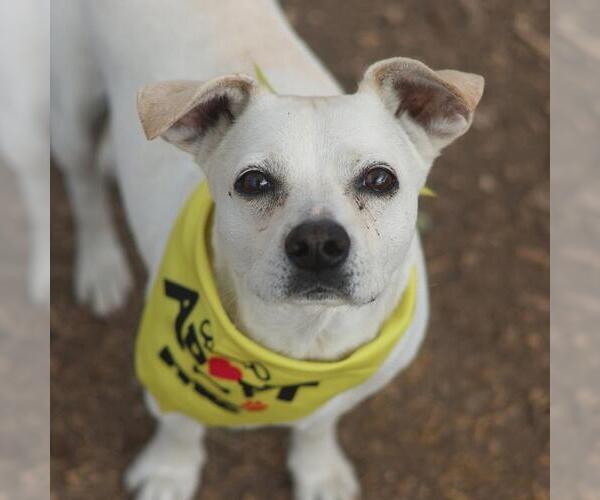 Medium Photo #1 Mutt Puppy For Sale in San Antonio, TX, USA