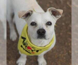 Mutt Dogs for adoption in San Antonio, TX, USA