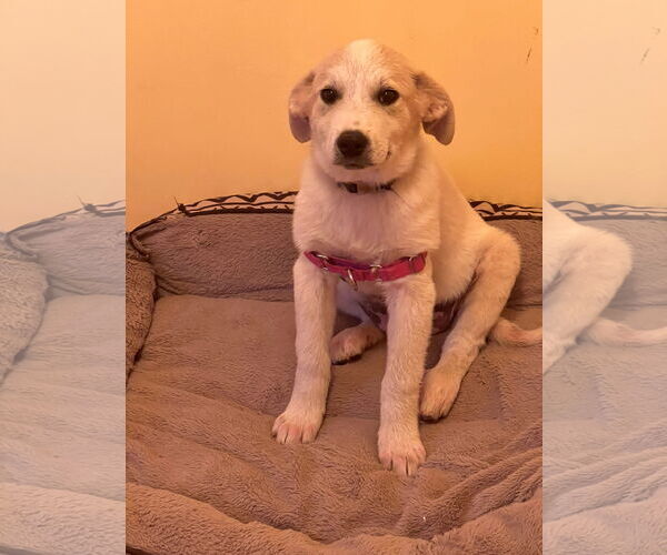 Medium Photo #1 Labrenees Puppy For Sale in Crossville, AL, USA