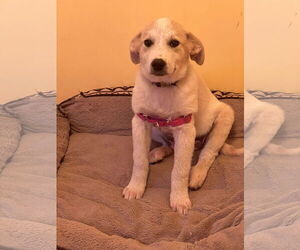 Labrenees Dogs for adoption in Crossville, AL, USA