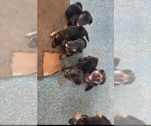German Shepherd Dog Puppy for sale in ALDINE, TX, USA