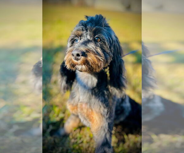 Medium Photo #2 Aussiedoodle Miniature  Puppy For Sale in Pacolet, SC, USA