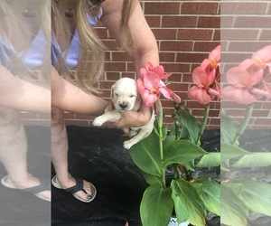 Golden Retriever Puppy for sale in JACKSONVILLE, NC, USA