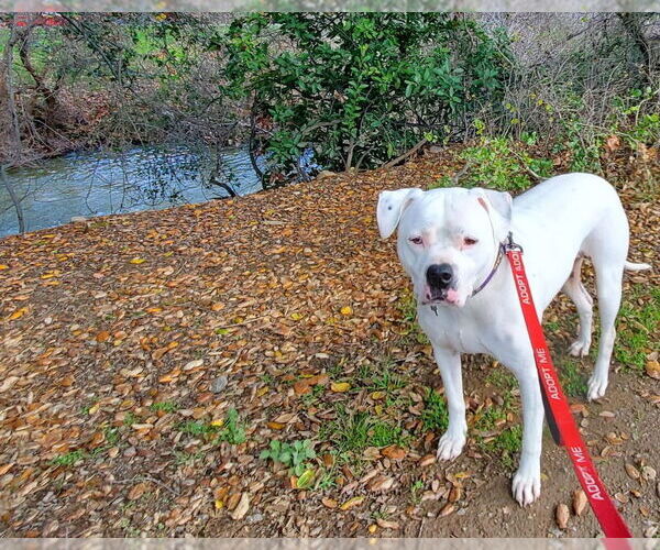 Medium Photo #3 Bulloxer Puppy For Sale in Fresno, CA, USA