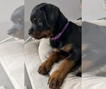 Small Photo #9 Rottweiler Puppy For Sale in RESEDA, CA, USA