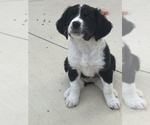 Small Photo #1 Bernedoodle-Doodle Mix Puppy For Sale in GREENVILLE, OH, USA