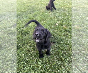 Miniature Labradoodle Dogs for adoption in Mechanicsburg, PA, USA