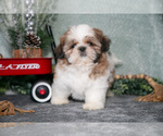 Small Photo #15 Shih Tzu Puppy For Sale in CLARE, MI, USA