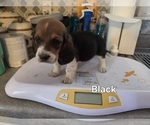 Small #10 Basset Hound