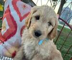 Small #2 Goldendoodle