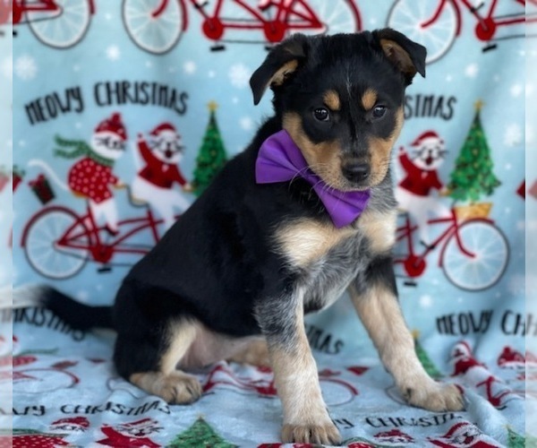 Medium Photo #2 Texas Heeler Puppy For Sale in LANCASTER, PA, USA