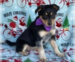 Small Photo #2 Texas Heeler Puppy For Sale in LANCASTER, PA, USA