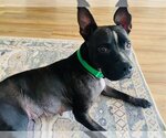 Small #6 American Pit Bull Terrier Mix