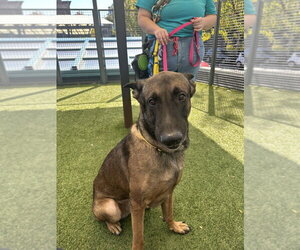 Jack aka jack o' lantern - Located in MO - Male Mutt Dog for Adoption - Photo #2