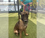 Small Photo #2 Mutt Puppy For Sale in Imlay City, MI, USA