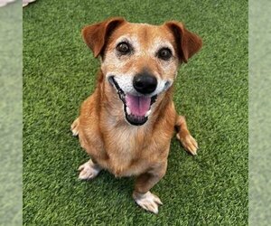 Dachshund-Parson Russell Terrier Mix Dogs for adoption in Camarillo, CA, USA