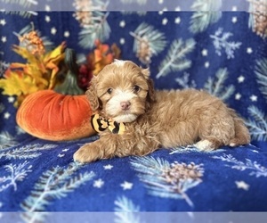 ShihPoo Puppy for sale in LAKELAND, FL, USA